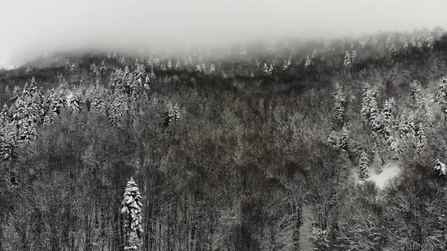 Aerial view of snow-covered trees in Bolu Region. Endless nature with snowy mountains. Winter time in Abant, Turkey.