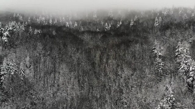 Aerial view of snow-covered trees in Bolu Region. Endless nature with snowy mountains. Winter time in Abant, Turkey.