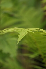 liść  paproci  na  zielonym  tle  w  ogrodzie