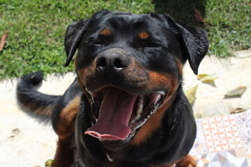 Fototapeta premium black dog portrait