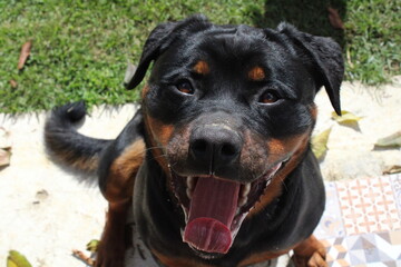 smile of a rottweiler