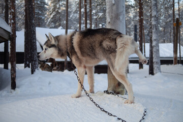 Peeing Husky