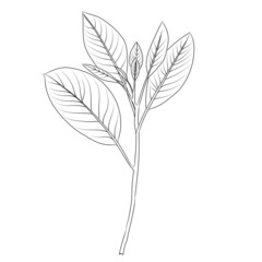 Hand drawn floral vector illustration. Branch on white background. Perfect for pattern, logo, scrapbooking, textile design, fabric, wallpaper, wrapping paper.