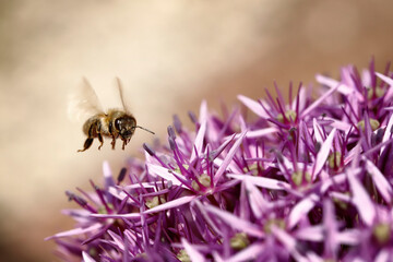 wildbiene im anflug auf lila blüte - allium