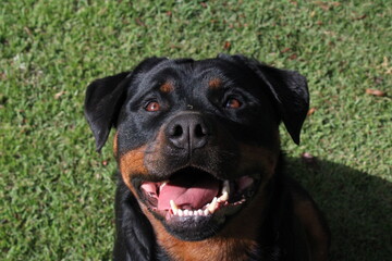 portrait of a black dog