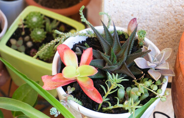 Variety of small and tiny succulent plants in white pot. High quality photo