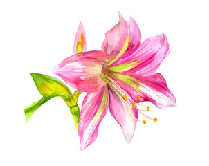 Fototapeta na wymiar Watercolor blossoming pink lilly flowers isolated
