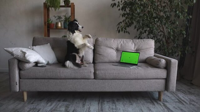 cute and funny border collie dog lays do a trick on the couch, next to a laptop with a green screen and tracking dots. Working Remotely