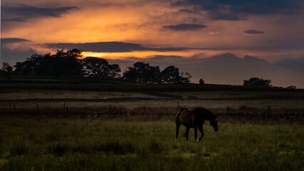 Sunset Glow over Grazing Horse