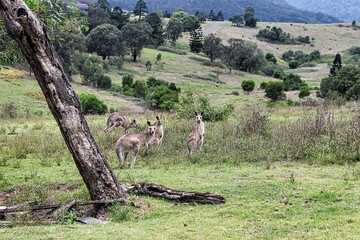 Kangaroo herd in Australia