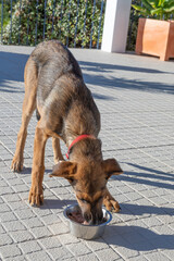 young dog is feeded in chrome bowl at the terrace in sunshine