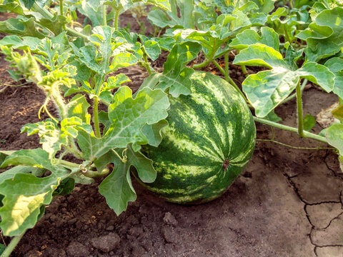 Watermelon growing in garden or field among lush foliage on the ground under sunlight