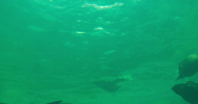 sea lions and seals swimming under green ocean. low angle view. Otaria flavescens and Phoca largha