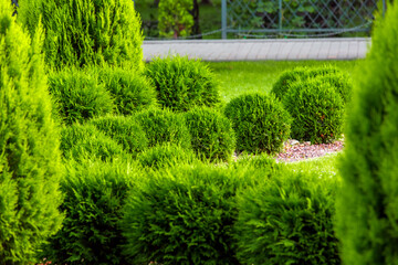 Landscaping of a backyard garden with evergreen growth thuja in a greenery summer park with...