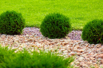 Landscaping of a backyard garden with growth thuja bushes  by yellow stone mulch on a summer park...