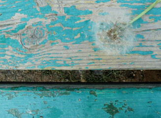 White, fluffy dandelion on a wooden background with peeling turquoise paint, closeup