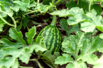 Small watermelon growing in garden or field among lush foliage on the ground under summer sunlight