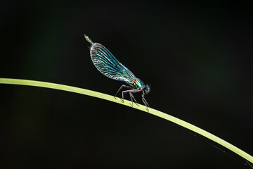 Green dragonfly laid on a blade of grass