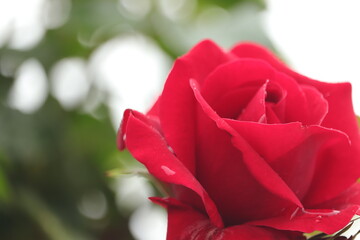 czerwona  róża   w  ogrodzie  zjawiskowy  widok