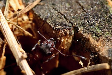 A forest ant leaving an anthill in an old tree stump. Macro.
