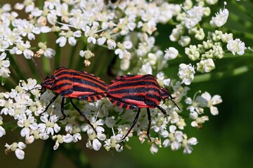 A pair of red and black striped beetles (Graphosoma lineatum) during copulation. Macro.