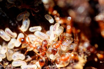 Red ants saving pupae - eggs from intruders. Macro.