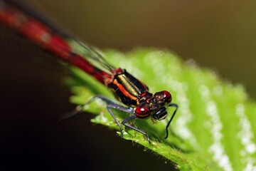 Large Red Damselfly sitting on a leaf, detail of the front of the body. Macro.