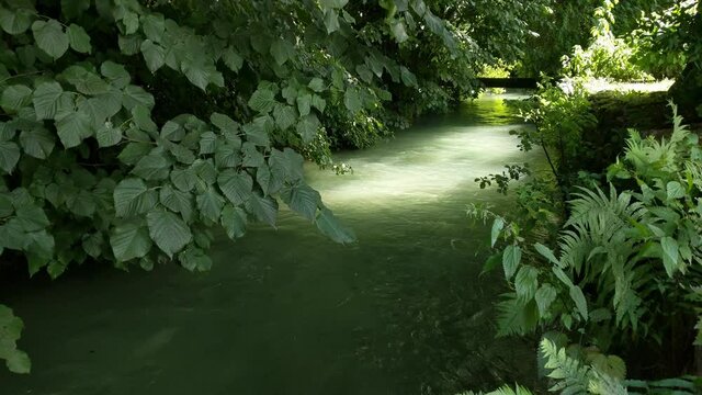 Emerald green river flowing under lush green vegetation
