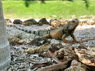  tropical, iguana, animal, reptile, spiky,colors, relaxed, look, island, resting, nature, pose, caribbean, wildlife, wild, lizard, tropics, exotic, creature, tail, camouflage, side view, crawler, long