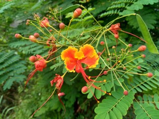 Caesalpinia pulcherrima (also called poinciana, peacock flower, red bird of paradise, Mexican bird of paradise, dwarf poinciana, pride of Barbados, flos pavonis, flamboyant-de-jardin, kembang merak).