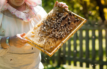 The beekeeper holds a honey cell with bees in his hands. A beekeeper inspects a cellular frame in...