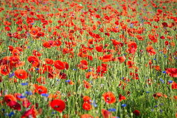 Poppy flower field