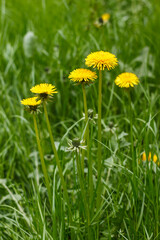 Yellow flower of dandelion in green grass. Spring photo. Background. Close-up.
