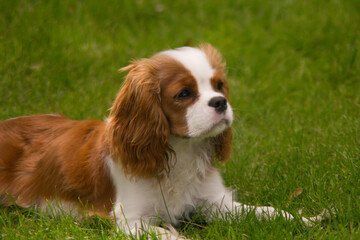 Cavalier King Charles Spaniel Lying in Grass