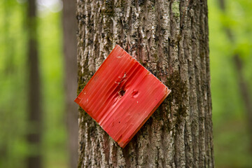 Red Trail Marker on a Tree