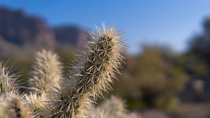 Cacti and cactus