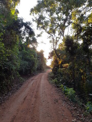 road in the woods