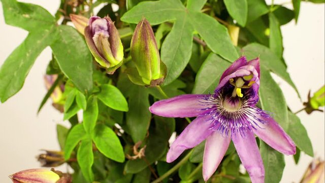 Timelapse video of passiflora flowers opening