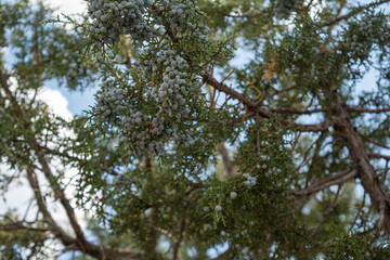 Blue Berries
