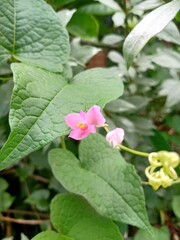 antigonon leptopus, pink flower vine