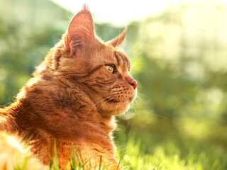 Female red solid maine coon cat lying on green grass. Beautiful brushes on ears. Closeup profile view