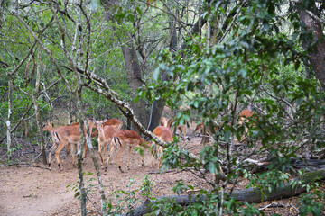 A Group of Female Impala Foraging in South Africa