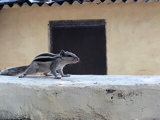 squirrel on the wall