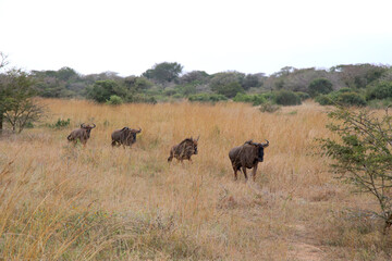 A Group of Wildebeest keep close while they Roam