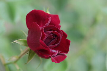A Close up of Rose flower