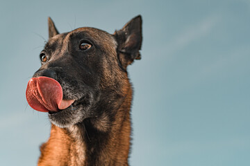 Belgian Malinois Dog