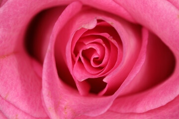 Extreme closeup of pink rose