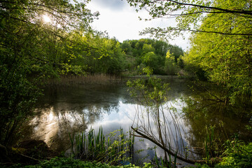 Beautiful lake in the forest