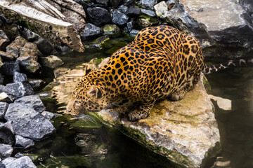 Javan leopard (Panthera pardus melas) drinking water