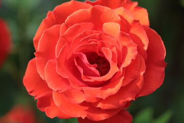 A Close up of Rose flower
